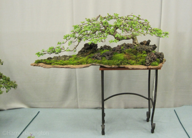 hawthorn bonsai